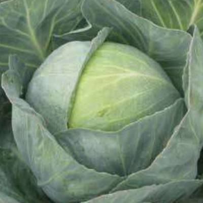 БУЗОНИ F1 капуста белокочанная Хазера