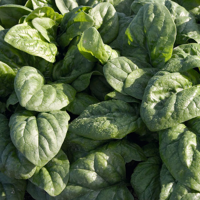 СПЕЙС F1 шпинат Бейо