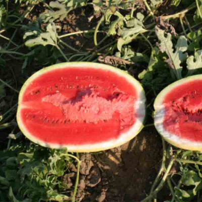 РУБИКОН F1 арбуз Гавриш