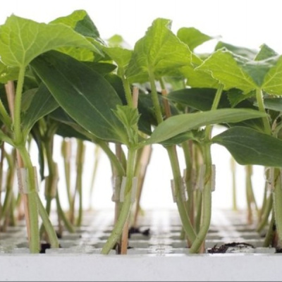 КВЕСТ F1 подвой Гриномика (1000 шт)