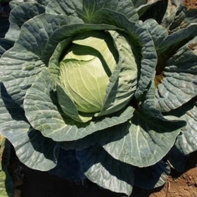 МЕНЗАНИЯ F1 капуста белокочанная Семинис