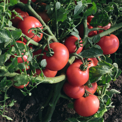 СУЛТАН F1 томат Бейо