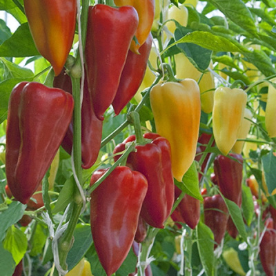 ИНДИГО F1 перец Гриномика