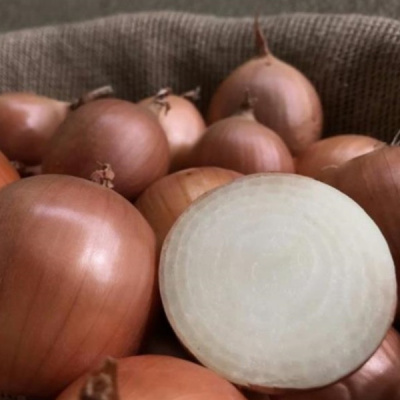 РХ 119 F1 лук Семинис