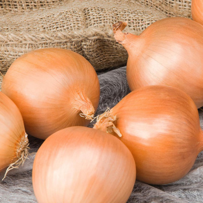 ТАЛОН F1 лук Бейо