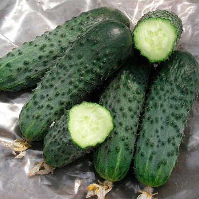 САТИНА F1 огурец Нюнемс (500 шт)