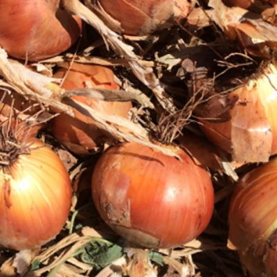 ЯТОБА F1 лук Энза Заден