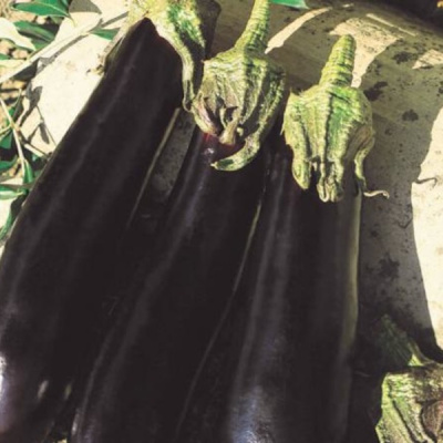 ФАРАМА F1 баклажан Вильморин