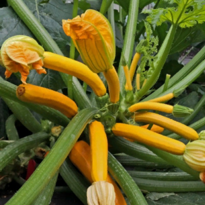 САНШАЙН F1 кабачок Гриномика