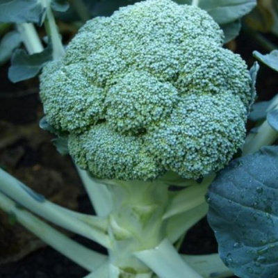 ПРИНЦИП F1 брокколи Вильморин