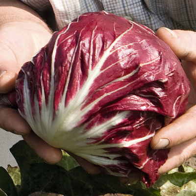 ЛЕОНАРДО F1 цикорий Бейо