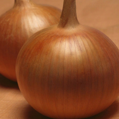 БОНУС F1 лук Энза Заден