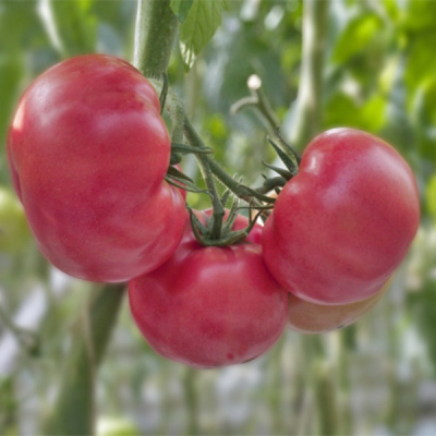 СРЕДА F1 томат Гриномика (250 шт)