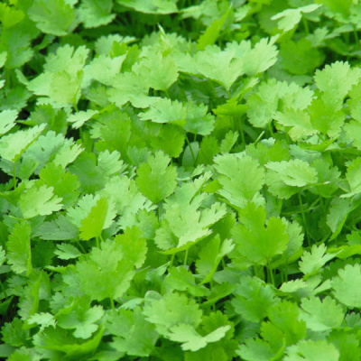 КАРИБЕ F1 кориандр Бейо