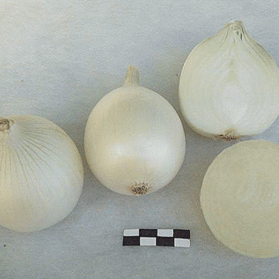 НЕМАН F1 лук Гавриш