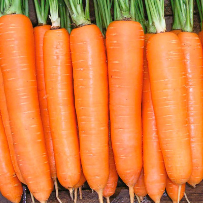 ЭЛЕГАНС F1 морковь Нюнемс фр.2.0-2.2 мм (100 000 шт)