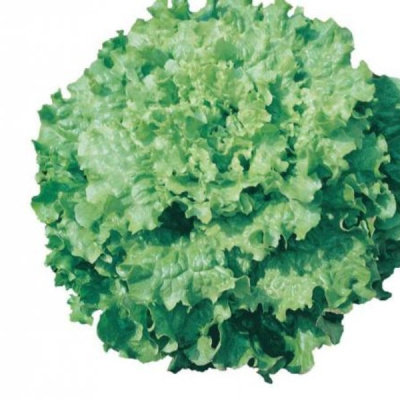 ДЕДАЛЬ F1 салат Вильморин