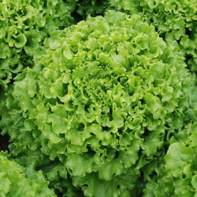 КАЙПИРА F1 салат листовой Энза Заден