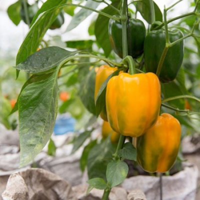 ИЛАНГА F1 перец Райк Цваан, PR, 500 шт