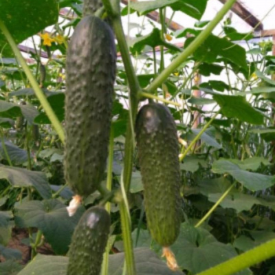 БРИЗ F1 огурец Саката (1000 шт)