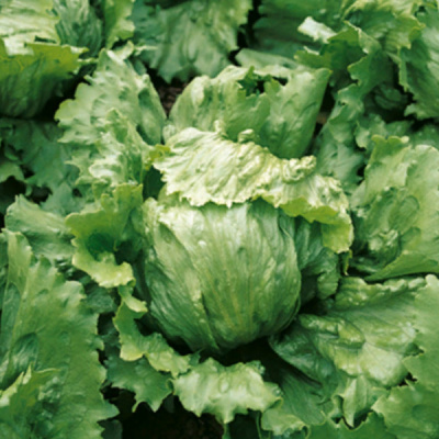 ДАЙМОНД F1 салат айсберг Энза Заден