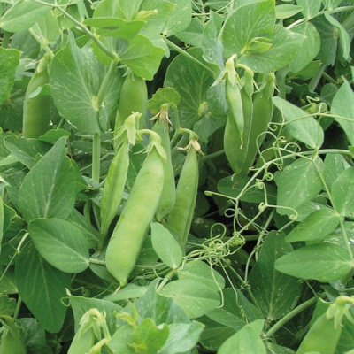 КАРИНА F1 горох Нюнемс