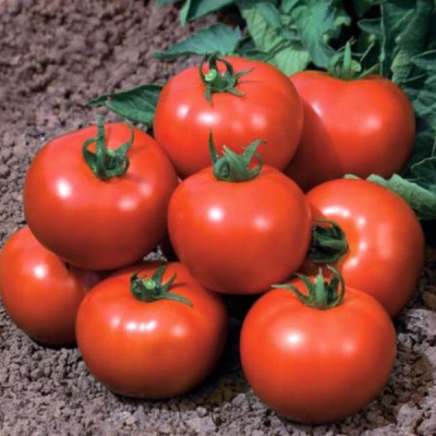 ИМПАЛА F1 томат Вильморин