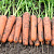 НАМИБИЯ F1 морковь Бейо (2.4-2.6)