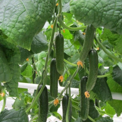 ТАНТО F1 огурец Гавриш