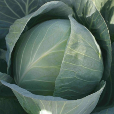 СТРУКТУРА F1 капуста белокочанная Хазера