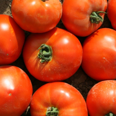 УСМАНЬ F1 томат Энза Заден, 1000 шт