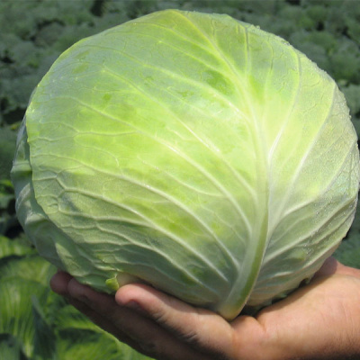 СЕСИЛЬ F1 капуста белокочанная Бейо