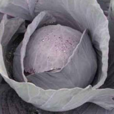 РОНДАЛ F1 капуста краснокочанная Хазера