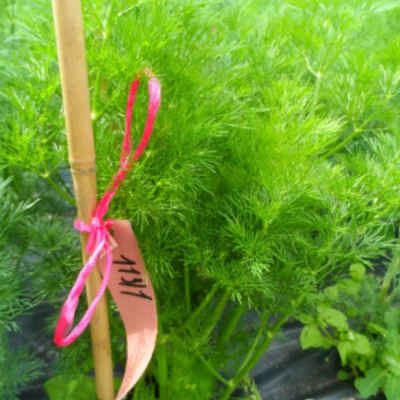 ИЗУМРУД F1 укроп Гавриш (1000 г)