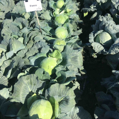 ФЕРРО F1 капуста белокочанная Семинис