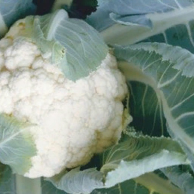 ИНКЛАЙН F1 капуста цветная Саката