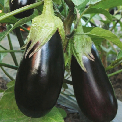 БЕРНАР F1 баклажан Гавриш