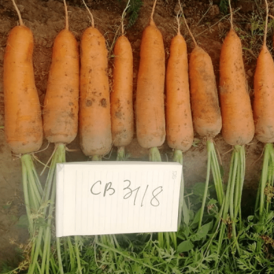 СВ 3118 F1 морковь Семинис фр. 1.6-1.8 мм, 1 млн шт