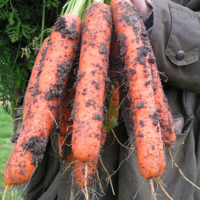 САМСОН F1 морковь Бейо