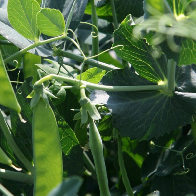 ЖЕНЕВА F1 горох Нюнемс