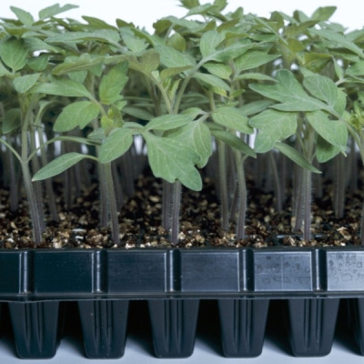 РАДАР F1 подвой томата Энза Заден