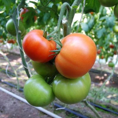 БЕЛФАСТ F1 томат Энза Заден