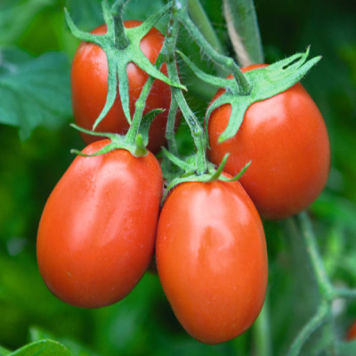 ТОРКВЕЙ F1 томат Бейо