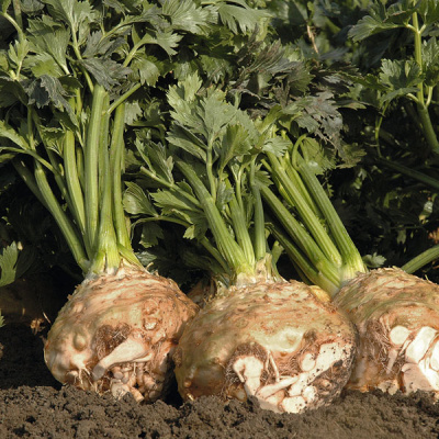 БАЛЕНА F1 сельдерей Бейо