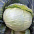 ГРАНДСЛАМ F1 капуста белокочанная Саката