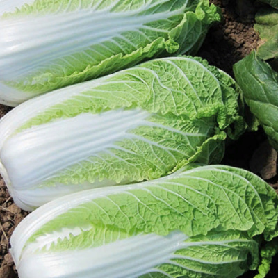 ЭНДУРО F1 капуста пекинская Энза Заден