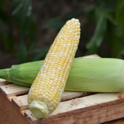 КАМБЕРЛЭНД F1 кукуруза Вильморин