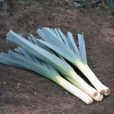 ВЕРТИНА F1 лук порей Хазера