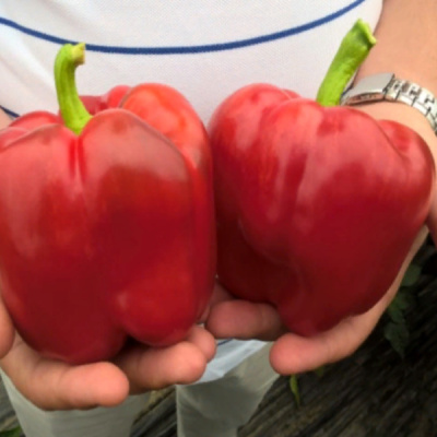 ПРОКРАФТ F1 перец Энза Заден