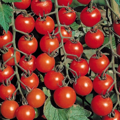 ЧЕРРИ БЛОСЭМ F1 томат Саката, 1 000шт